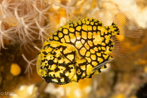 Pineapple fish. by Mehmet Salih Bilal 